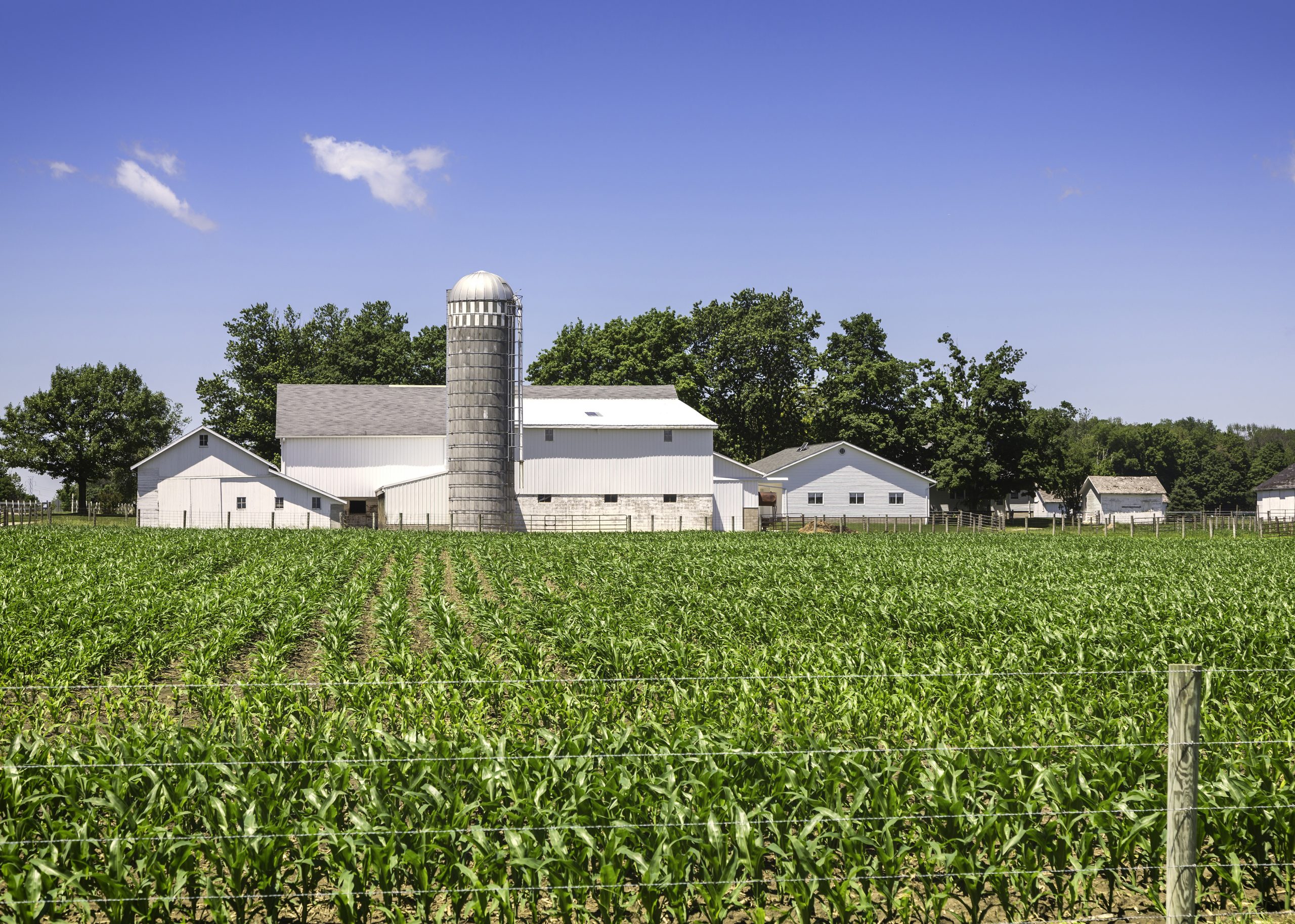 Image of a white barn behind a field of immature corn. Link takes you to the Bank of Versailles Agricultural Loans page.