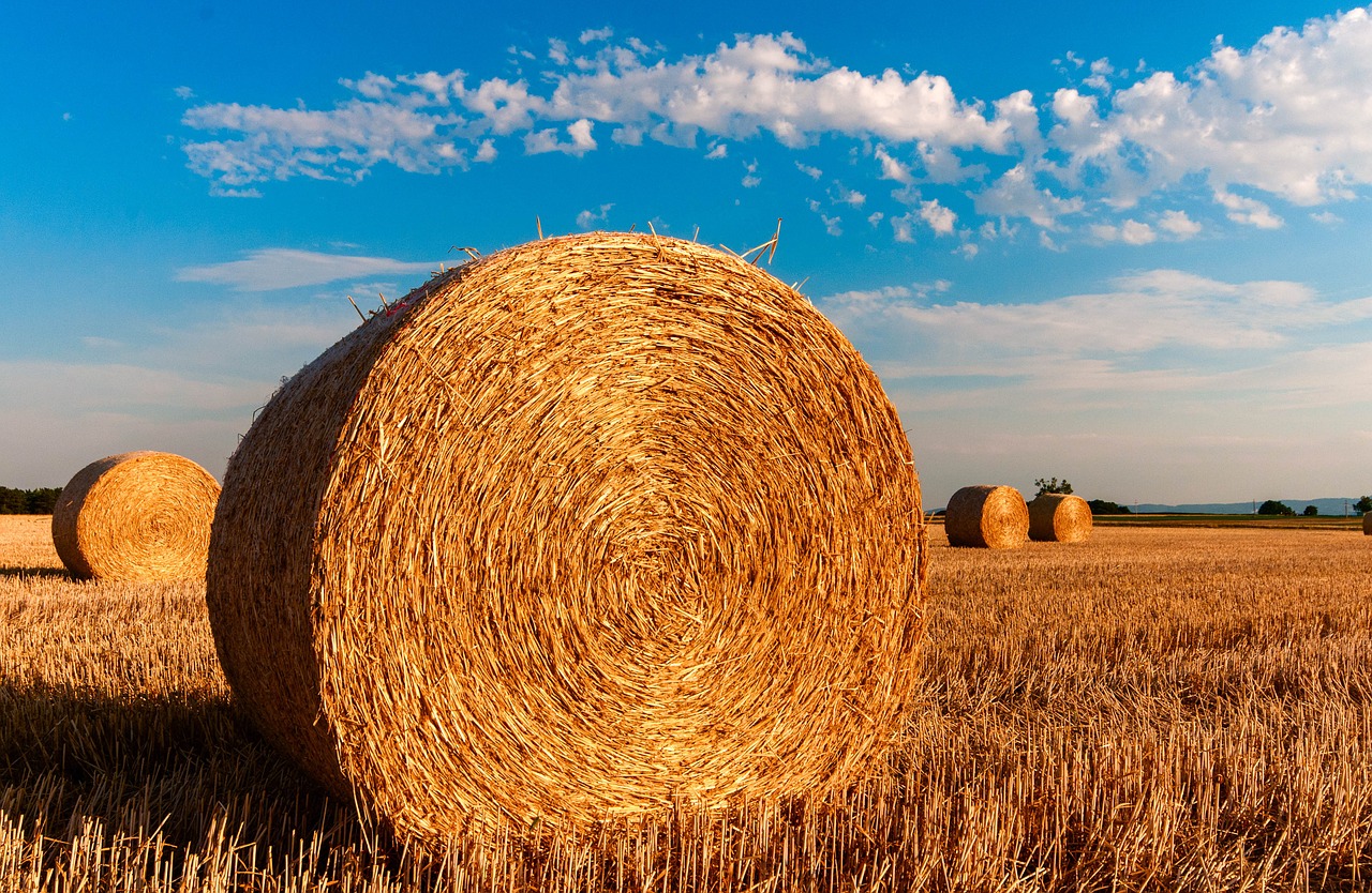 Hay bales in a field on a sunny day.