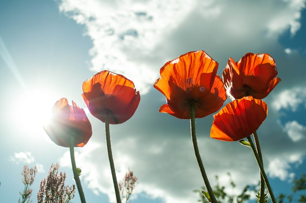 Image of orange tulips, taken from the ground toward the sky.